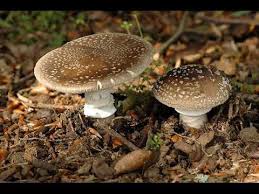 Attēlu rezultāti vaicājumam “Amanita excelsa”