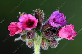 Image result for Pulmonaria officinalis