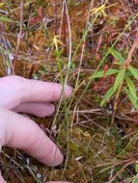 Attēlu rezultāti vaicājumam “Carex pauciflora”