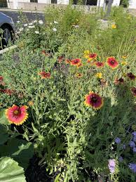Image result for Gaillardia amblyodon