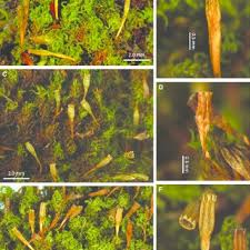 Attēlu rezultāti vaicājumam “Ulota crispa sporophyte”