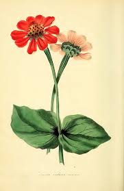Image result for Zinnia violacea