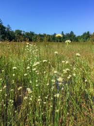 Attēlu rezultāti vaicājumam “Rhynchospora alba leaf”