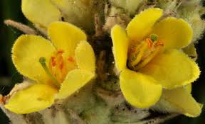 Attēlu rezultāti vaicājumam “Verbascum thapsus flower”