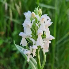 Attēlu rezultāti vaicājumam “Dactylorhiza”