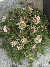 Image result for Silberdistel