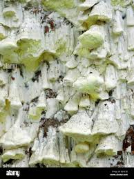 Attēlu rezultāti vaicājumam “Antrodia xantha”