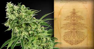 Attēlu rezultāti vaicājumam “Cannabis sativa leaf”