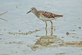 Image result for Calidris subminuta