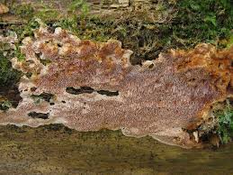 Attēlu rezultāti vaicājumam “Junghuhnia collabens”