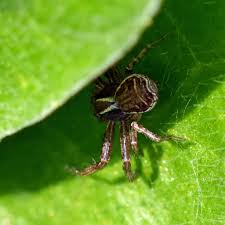 Attēlu rezultāti vaicājumam “Xysticus ulmi”