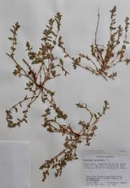 Attēlu rezultāti vaicājumam “Polygonum arenastrum flower”