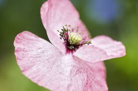Attēlu rezultāti vaicājumam “Papaver rhoeas flower”