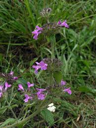 Attēlu rezultāti vaicājumam “Clinopodium vulgare flower”