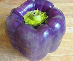 Afbeeldingsresultaat voor purple beauty sweet pepper
