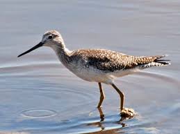 Image result for Tringa melanoleuca