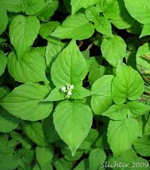 Attēlu rezultāti vaicājumam “Circaea alpina leaf”