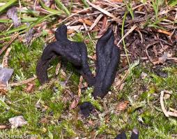 Attēlu rezultāti vaicājumam “Geoglossum sp.”