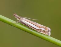 Attēlu rezultāti vaicājumam “Crambus silvella”