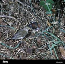 Attēlu rezultāti vaicājumam “Phylloscopus trochilus nest”