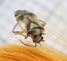 Attēlu rezultāti vaicājumam “Orthops basalis”