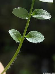 Attēlu rezultāti vaicājumam “Cardamine pratensis flower”