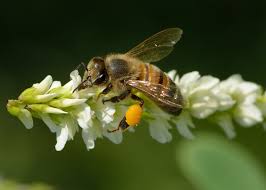Attēlu rezultāti vaicājumam “Apis mellifera”