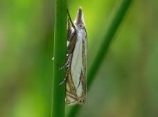 Attēlu rezultāti vaicājumam “Crambus silvella”