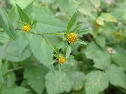 Attēlu rezultāti vaicājumam “Bidens tripartita”