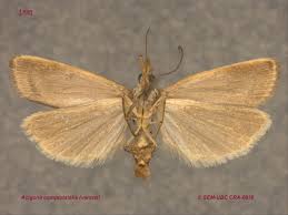 Attēlu rezultāti vaicājumam “Crambidae”