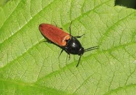 Attēlu rezultāti vaicājumam “Ampedus sanguineus”