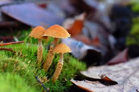 Attēlu rezultāti vaicājumam “Cystoderma amianthinum”