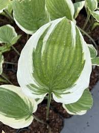 Image result for Hosta Warpaint