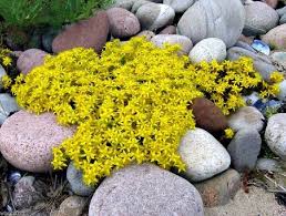 Image result for Sedum acre