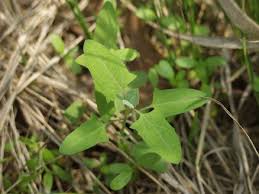 Attēlu rezultāti vaicājumam “Atriplex patula”