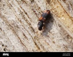 Attēlu rezultāti vaicājumam “Bitoma crenata”