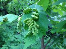Attēlu rezultāti vaicājumam “Mycosphaerella ulmi”