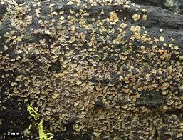 Attēlu rezultāti vaicājumam “Hypocenomyce scalaris”