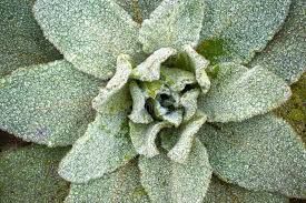 Attēlu rezultāti vaicājumam “Verbascum densiflorum leaf”