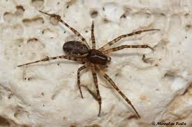 Attēlu rezultāti vaicājumam “Neriene montana”