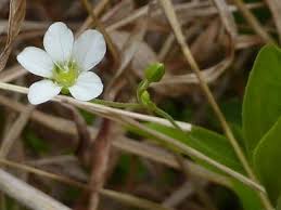 Attēlu rezultāti vaicājumam “Moehringia lateriflora flower”