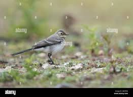 Attēlu rezultāti vaicājumam “Motacilla alba juvenile”