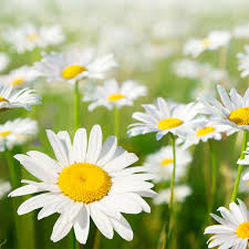 Image result for Bellis perennis