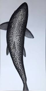 Image result for Salvelinus fontinalis