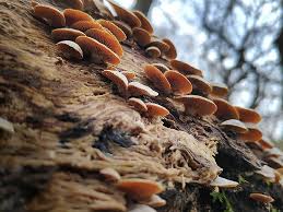 Attēlu rezultāti vaicājumam “Panellus stipticus”