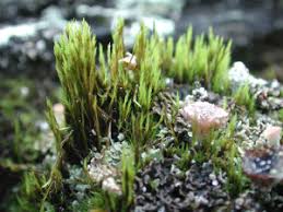 Attēlu rezultāti vaicājumam “Ditrichum flexicaule”