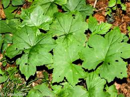 Attēlu rezultāti vaicājumam “Hydrophyllaceae”