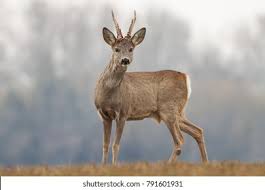 Attēlu rezultāti vaicājumam “Capreolus capreolus”