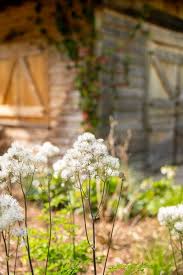 Attēlu rezultāti vaicājumam “Thalictrum”