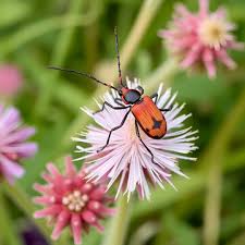 Attēlu rezultāti vaicājumam “Anastrangalia sanguinolenta”